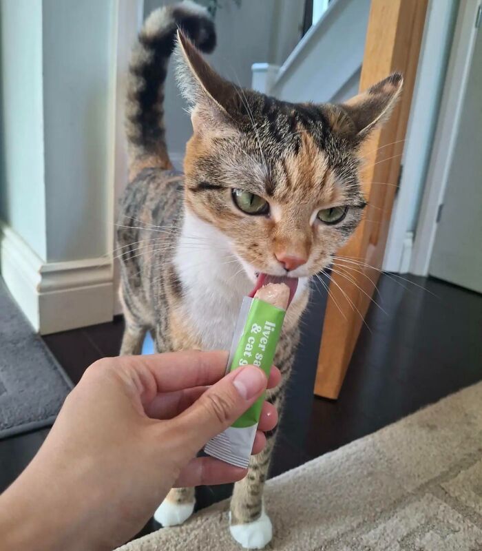 Food-obsessed cat licking treat from green packet held by human hand indoors