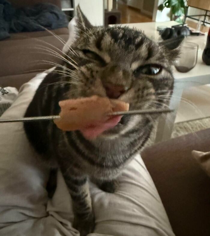 Tabby cat eating a snack off skewered meat pointed by human hand