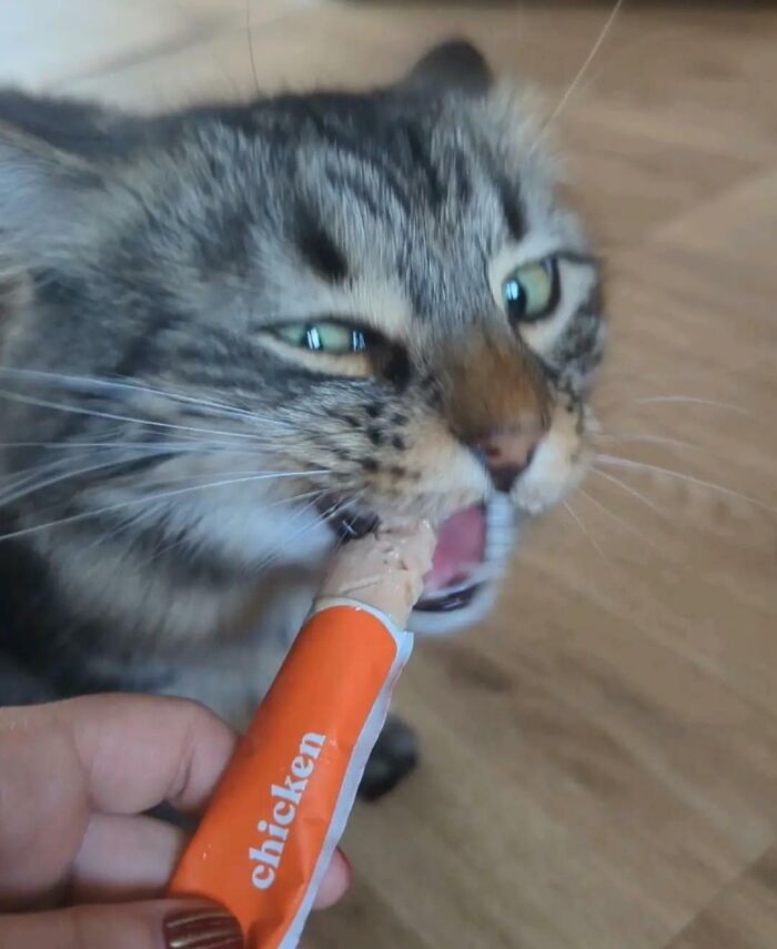 Striped cat biting into a chicken-flavored food snack from a tube