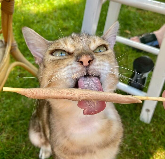 Food obsessed cat licking a snack on a stick outdoors