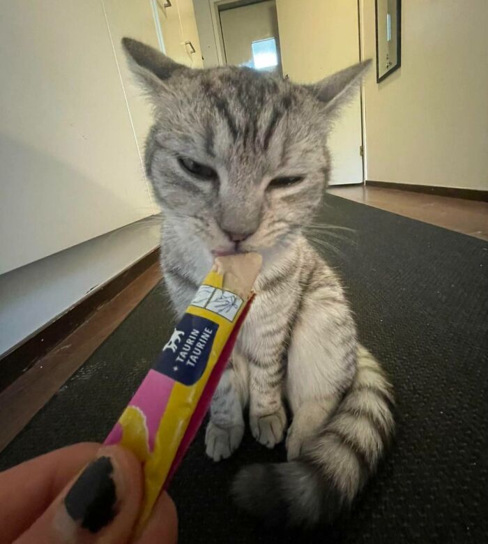 Gray tabby cat eating a soft food snack from a tube