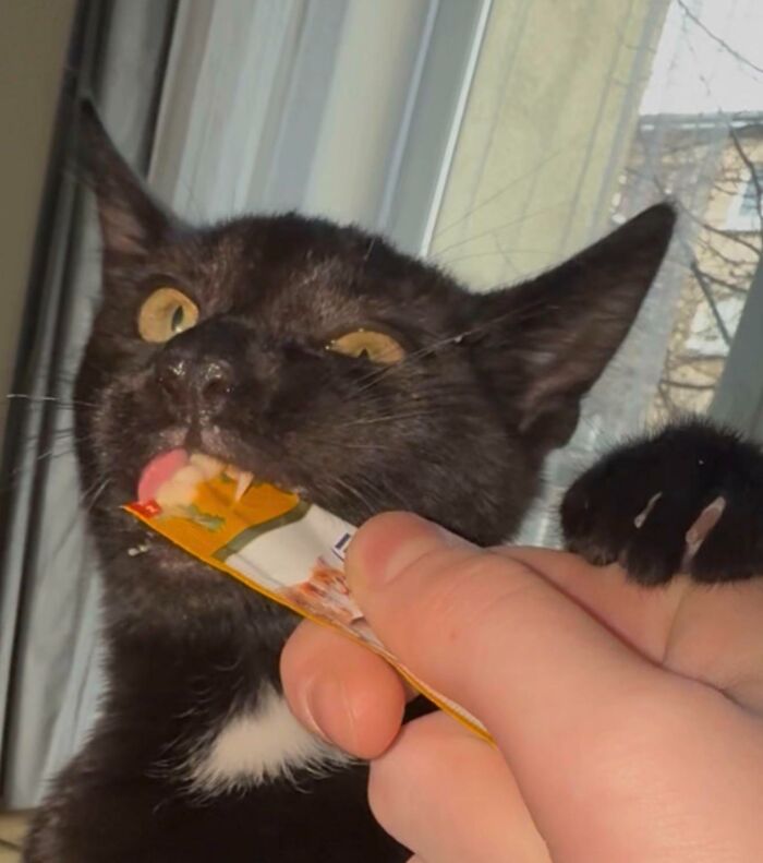 Black cat eagerly licking a food snack packet from a person's hand