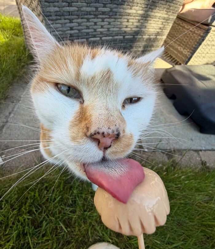 Orange and white cat licking a snack on a stick outside food-obsessed cat