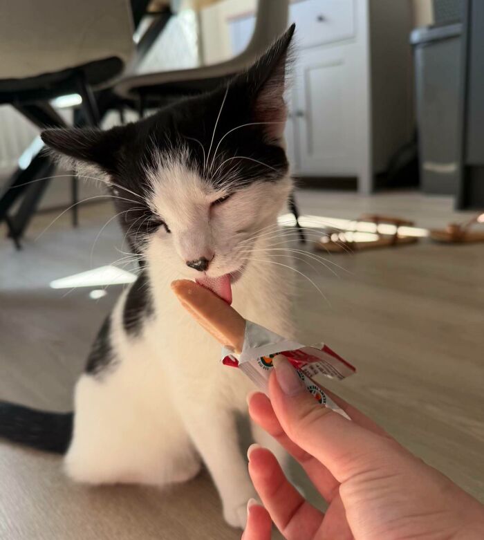 Black and white cat licking a snack from a hand indoors food-obsessed cat