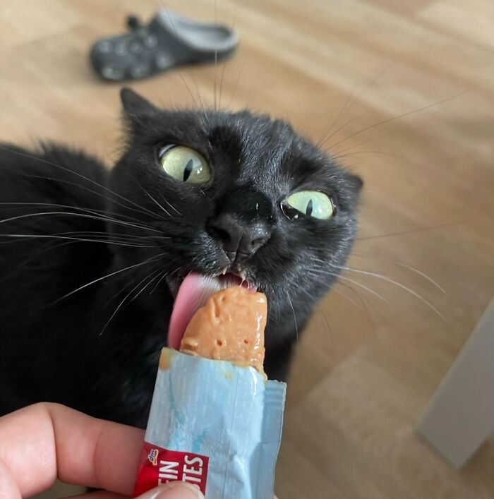 Close-up of black cat licking a snack from a packet food-obsessed cat