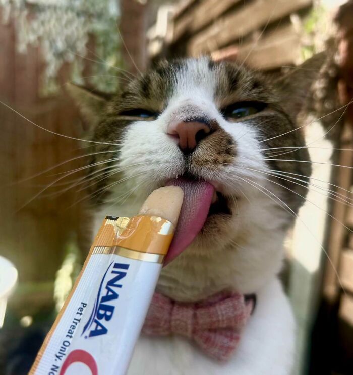 Cat wearing bowtie licking a treat from a tube outdoors