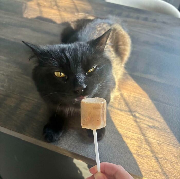Black cat licking a snack on a stick on a wooden table food-obsessed cat