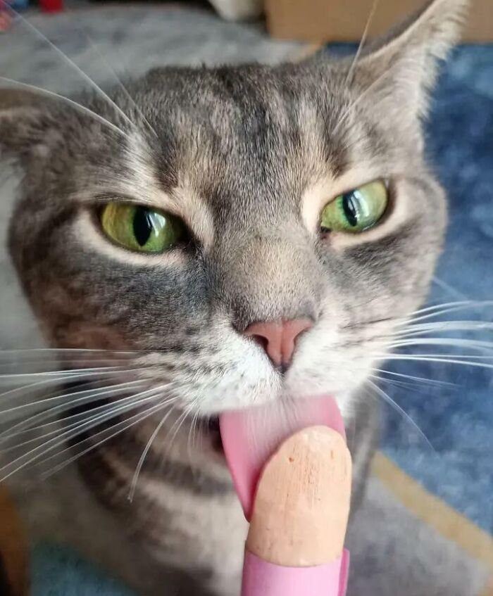 Close-up of gray tabby cat licking a frozen treat indoors