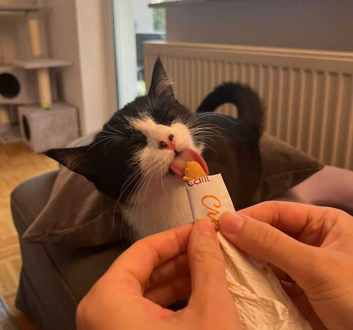Black and white cat enjoying licking a snack packet indoors