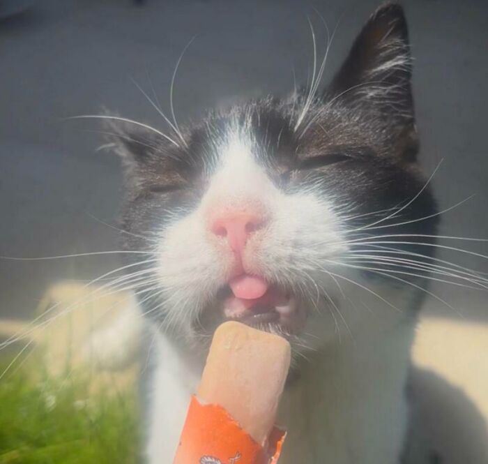 Black and white cat happily licking a popsicle outside on a sunny day