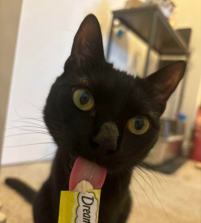 Black cat licking a treat pouch with focus on the cat's face and tongue