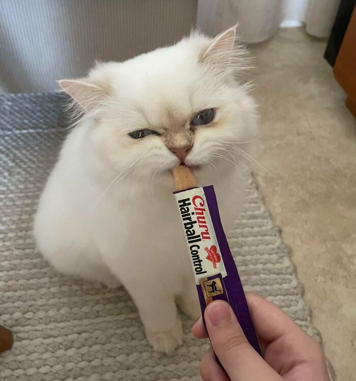White fluffy cat eating hairball control snack