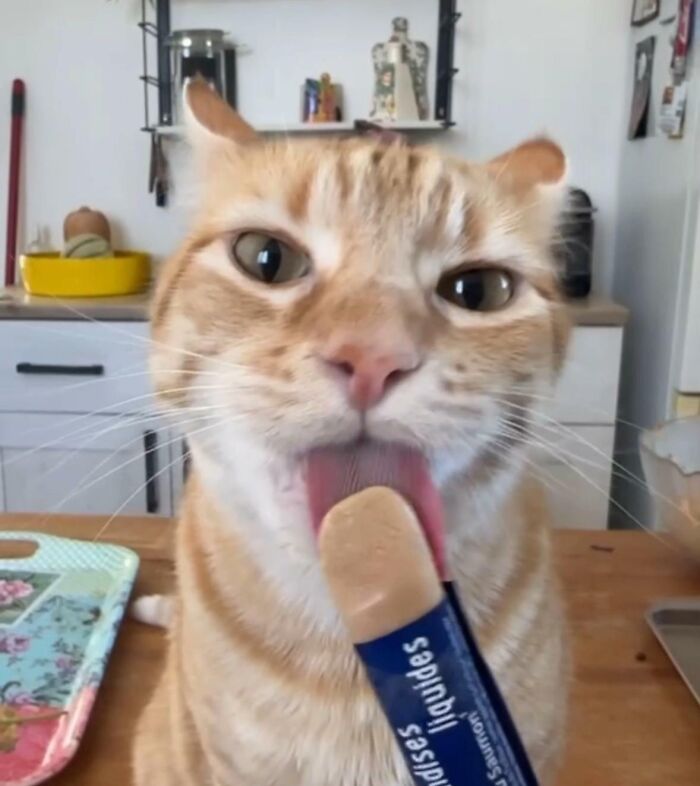 Ginger cat licking a snack stick in the kitchen