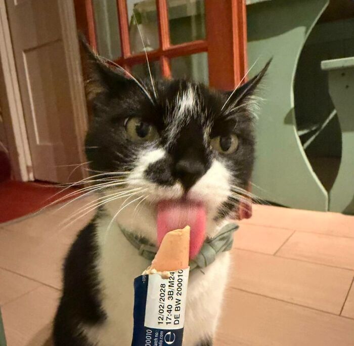 Black and white cat licking a snack stick indoors