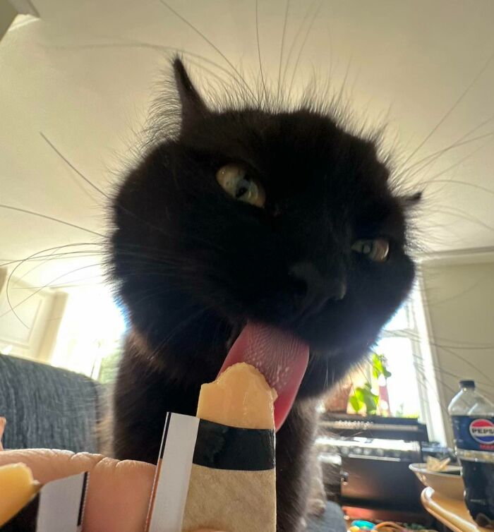 Black cat eagerly licking a snack in a living room