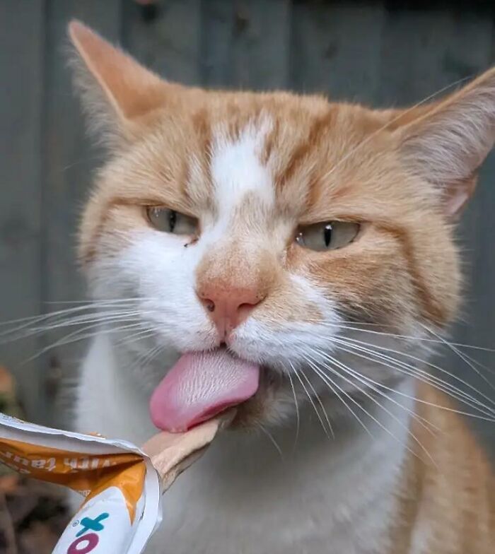 Food-obsessed orange and white cat licking a snack treat with tongue out