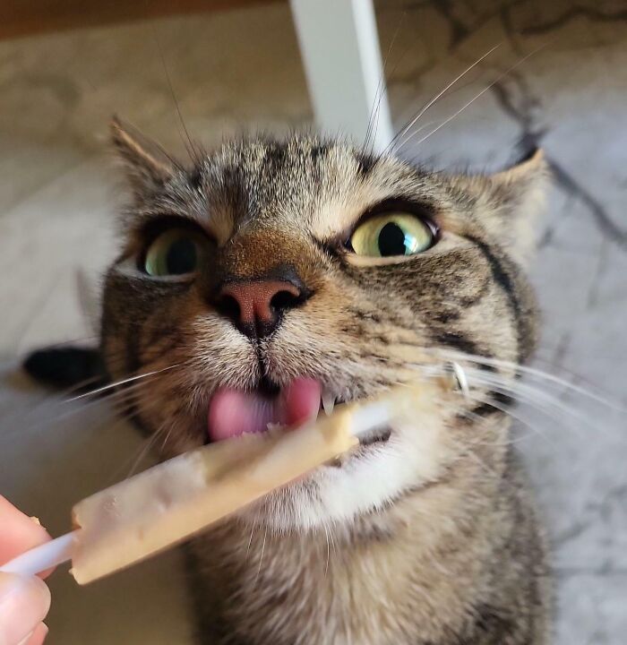 Food-obsessed tabby cat licking a snack with wide eyes
