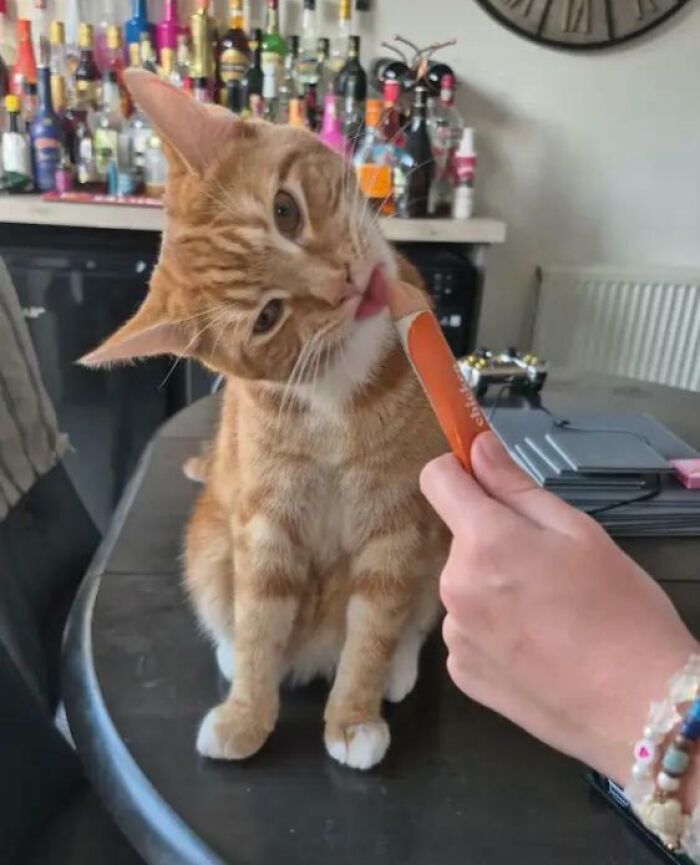 Orange tabby cat licking a treat being fed on a table food-obsessed cats