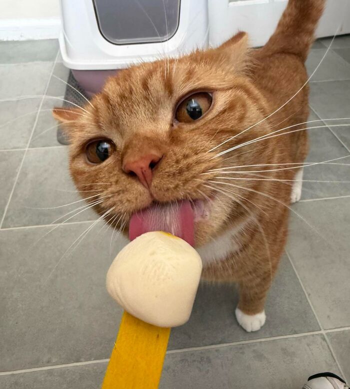 Orange cat licking a treat on a yellow stick indoors food-obsessed cats