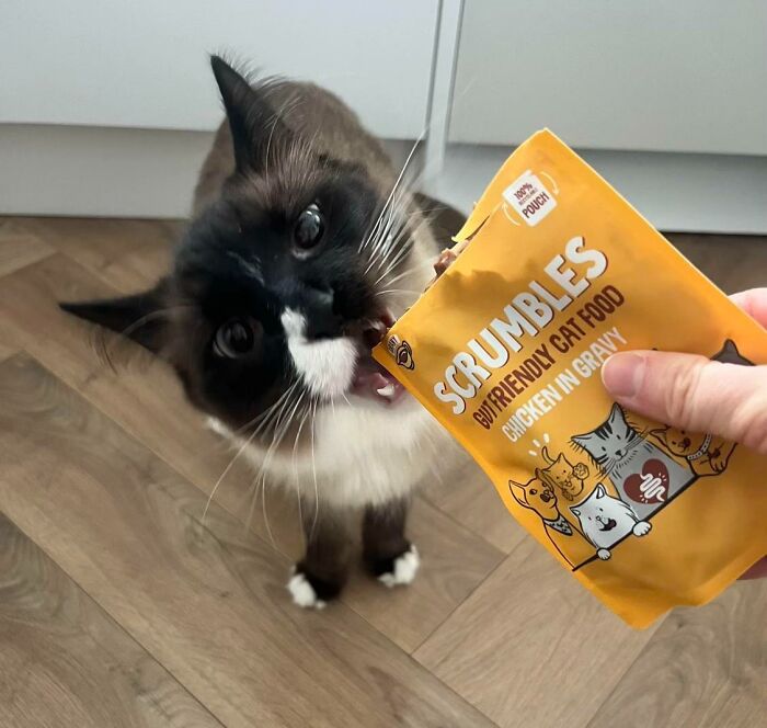 Siamese cat biting into a pouch of chicken cat food inside the house