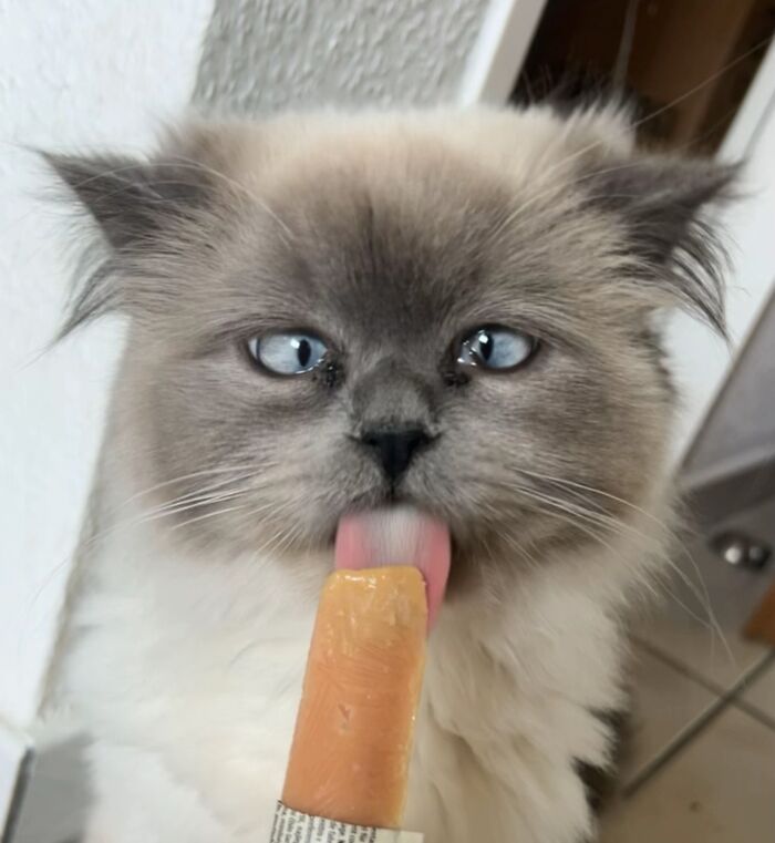 Fluffy gray cat with blue eyes licking a cat food snack indoors