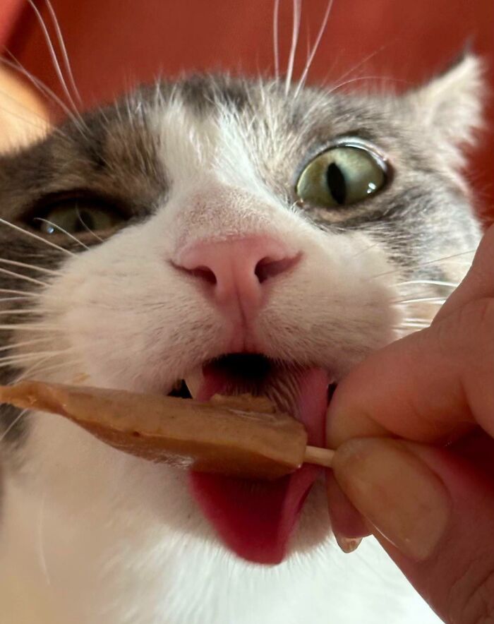 Close-up of a cat licking a treat on a stick near its mouth