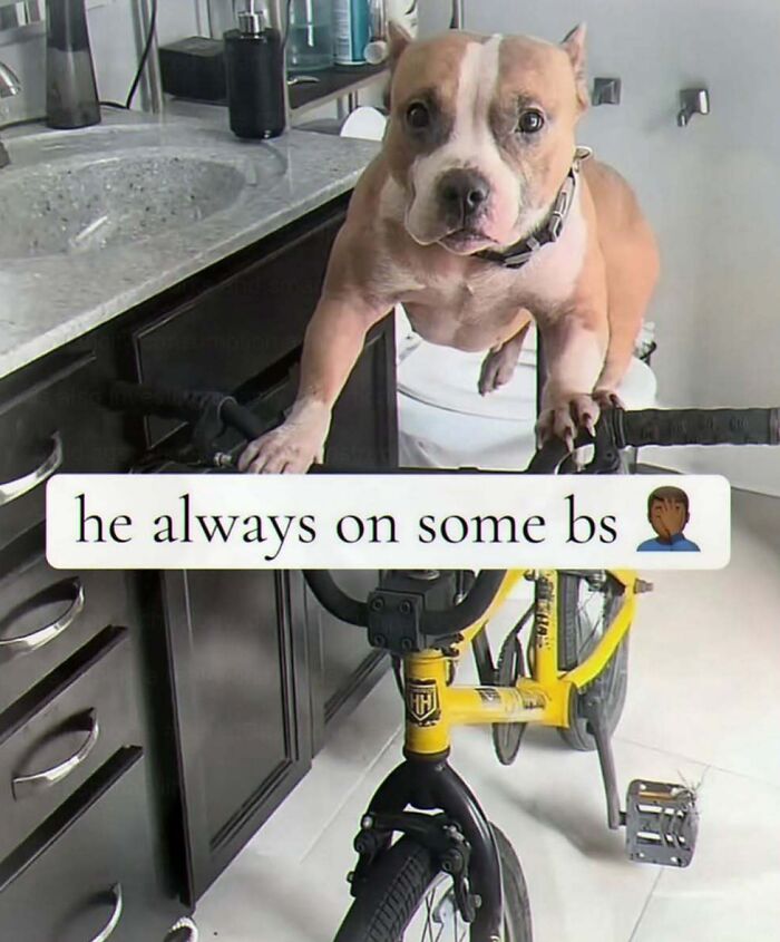 Dog awkwardly riding a bike with caption about nonsense behavior