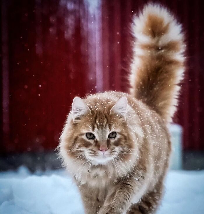 41 Aesthetic Cat Photos Shared By This Page That Capture Felines At Their Most Majestic