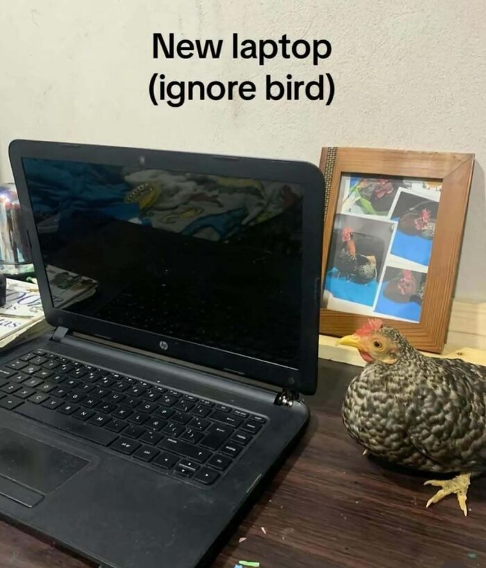 New laptop on desk with a chicken beside it and photos of chicken in background