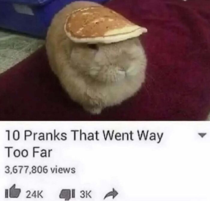 Rabbit with pancake on head as prank humor from random sense humor posts