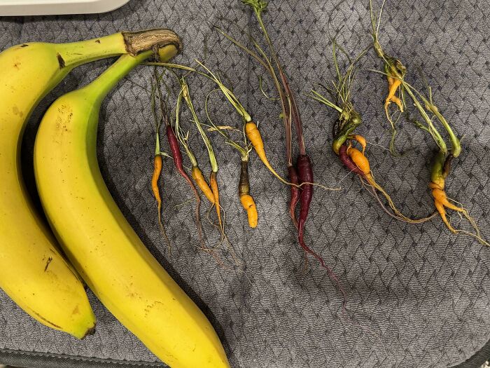 Harvested My First Carrots. The Good News Is They Tasted Great! Banana For Scale 