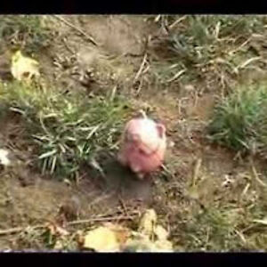 nickbrickner avatar