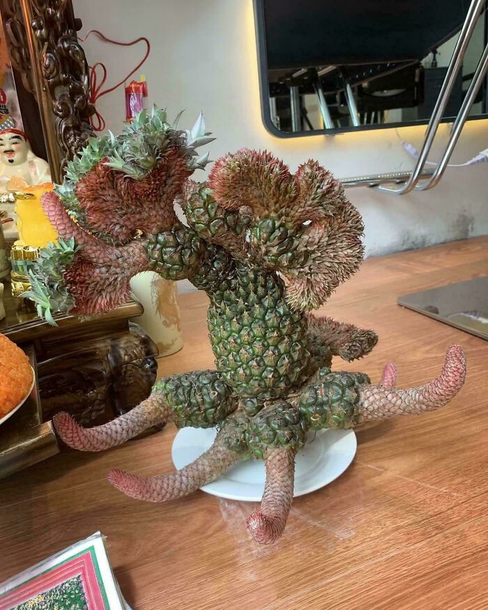 Unusual pineapples with abnormal, crested shapes displayed on wooden table