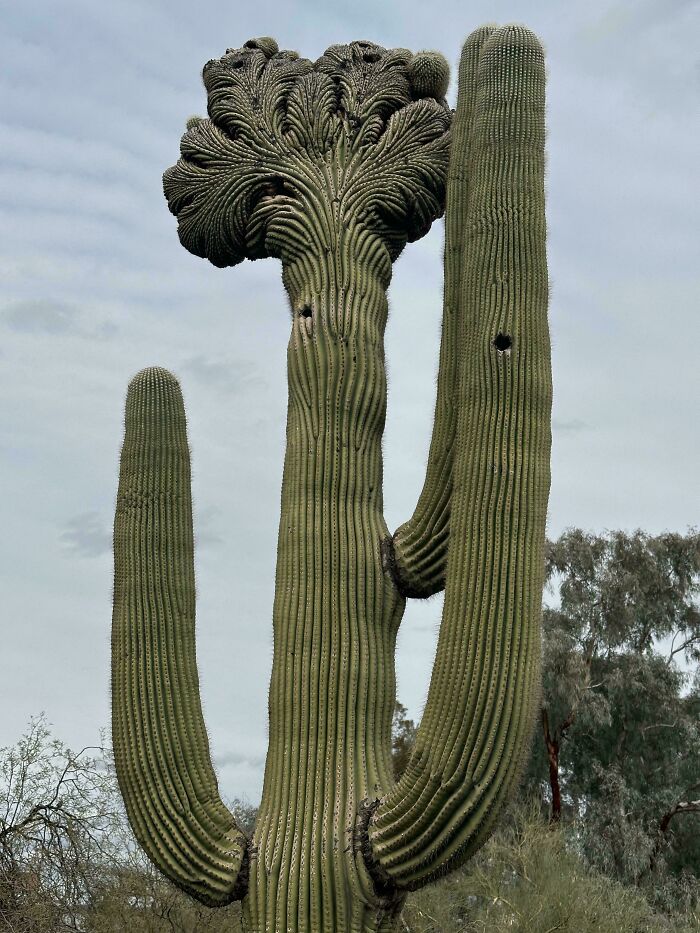 Crested saguaro cactus with abnormal fan-shaped top in desert landscape