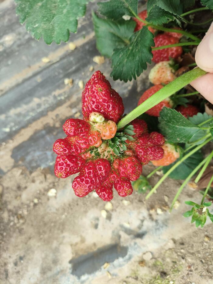 Mutated strawberry fruit with multiple lobes and irregular shape on plant