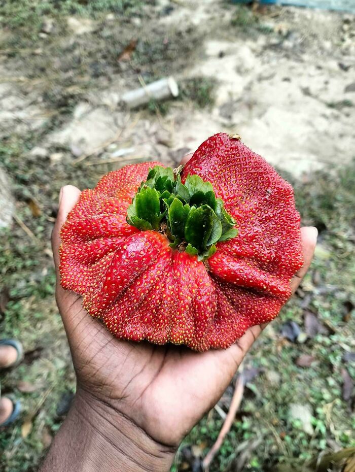 Large misshapen strawberry fruit with distorted form held in hand