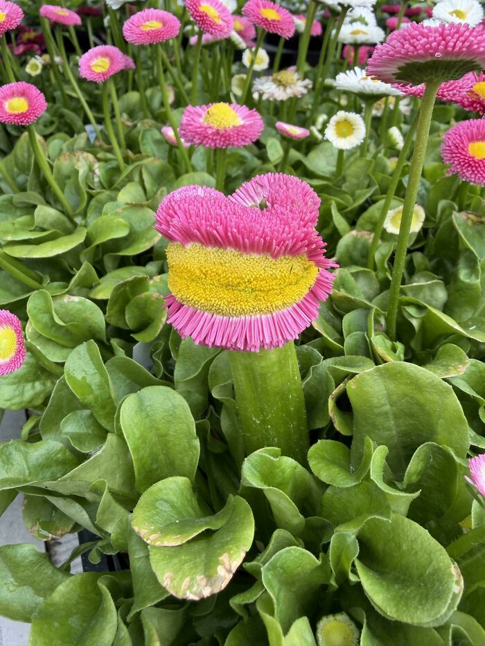 Pink and yellow uniquely shaped flower among green leaves, showing freaky plants