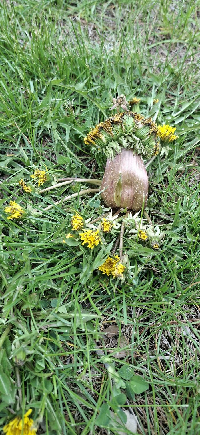 Weird dandelion with thick stem and clustered flowers on grassy ground
