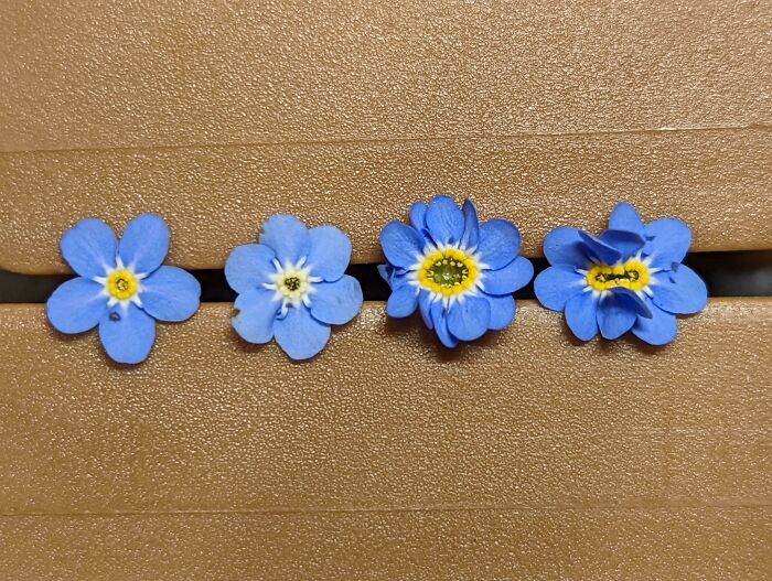 Four small blue freaky flowers lined up on a brown surface