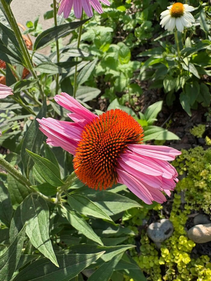 Freaky plant with a double cone flower and pink petals