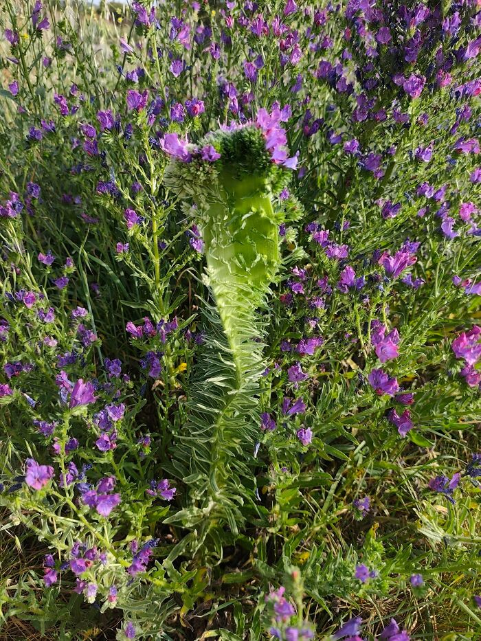Unusually shaped green plant surrounded by purple flowers