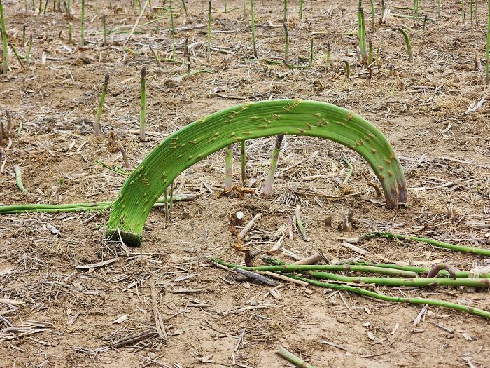 Bent green stalk plant in dry soil