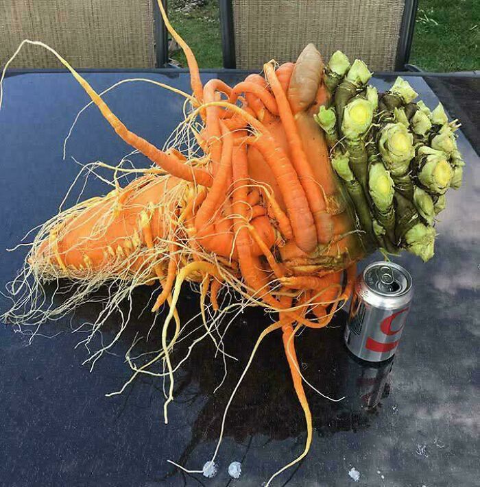 Strangely formed cluster of carrots next to a soda can