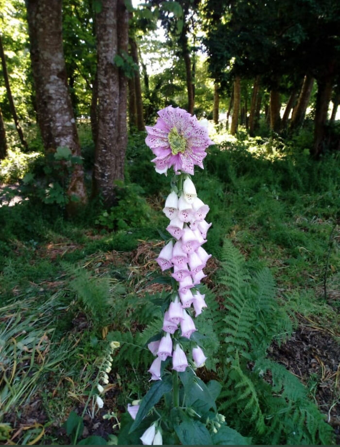 Tall plant with tubular purple flowers and a spiky flower head