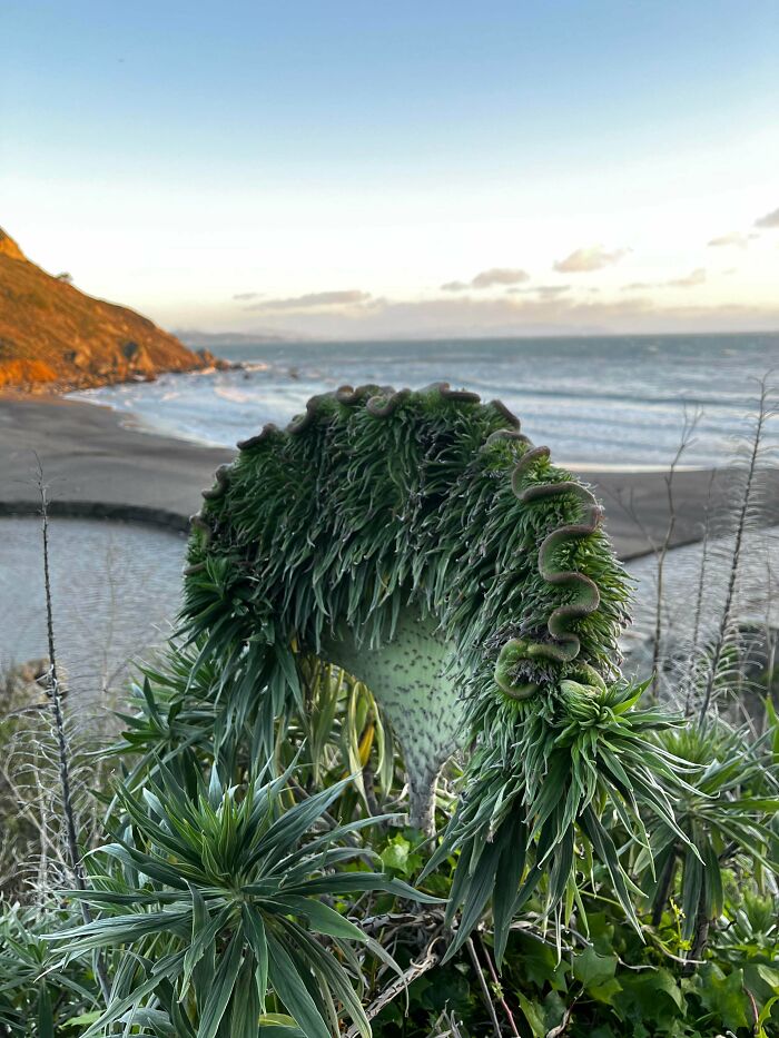 Freaky plant with curled green leaves resembling a spiral by the beach