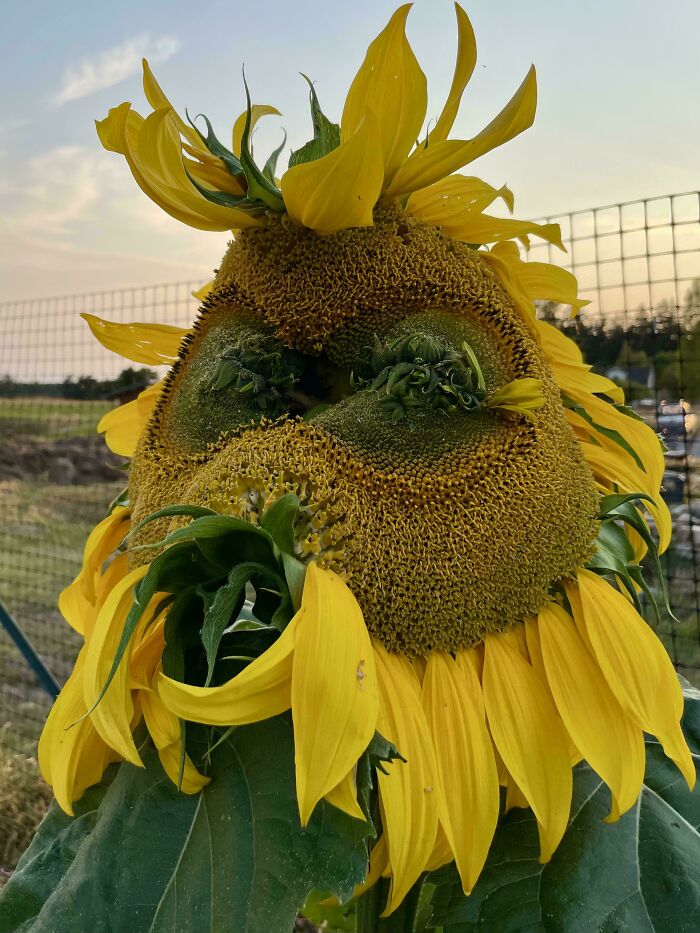 Freaky sunflower with twisted and misshapen yellow petals and green areas