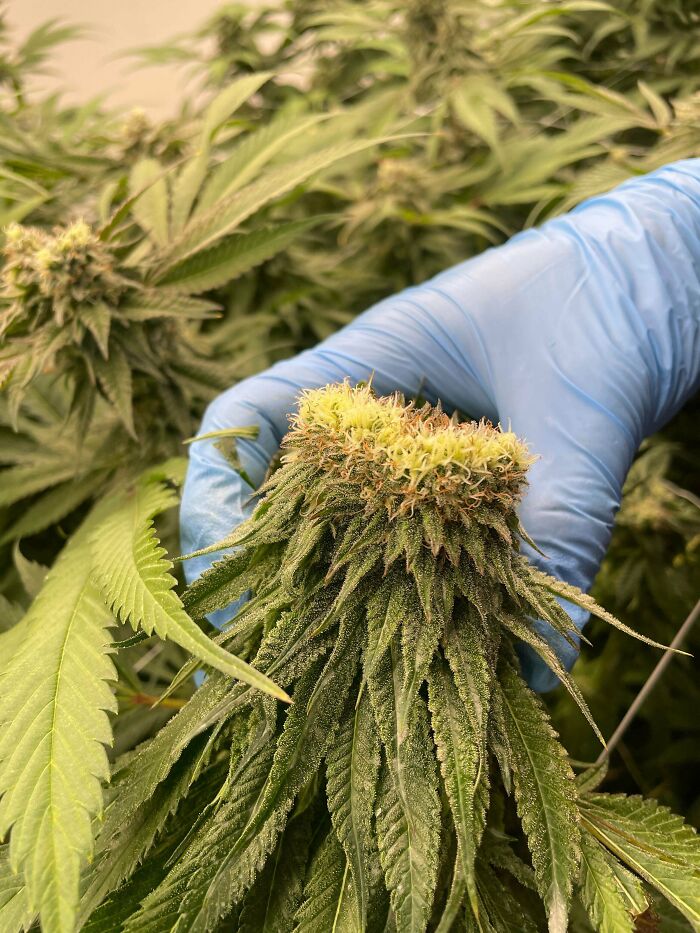 Gloved hand holding cannabis plant bud with dense leaves
