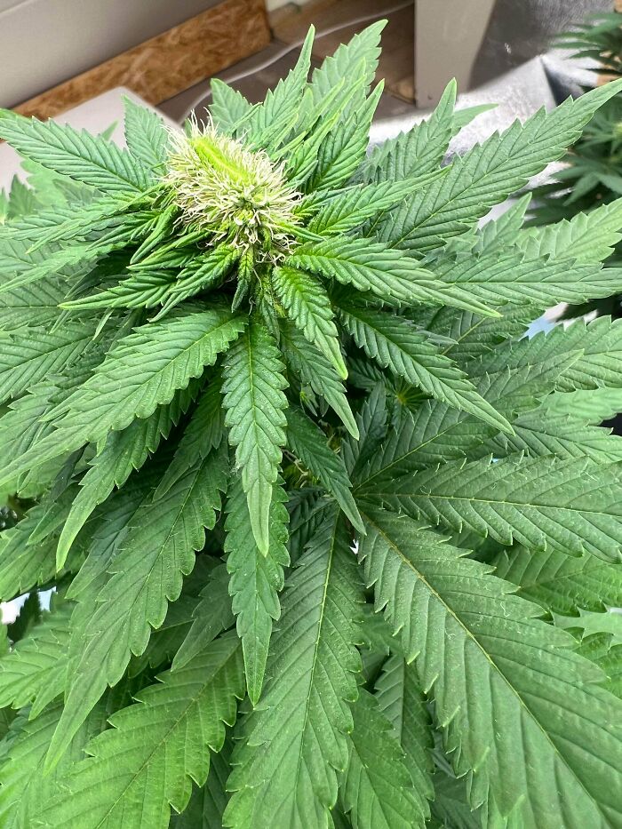 Close-up of green cannabis plant with budding flower indoors