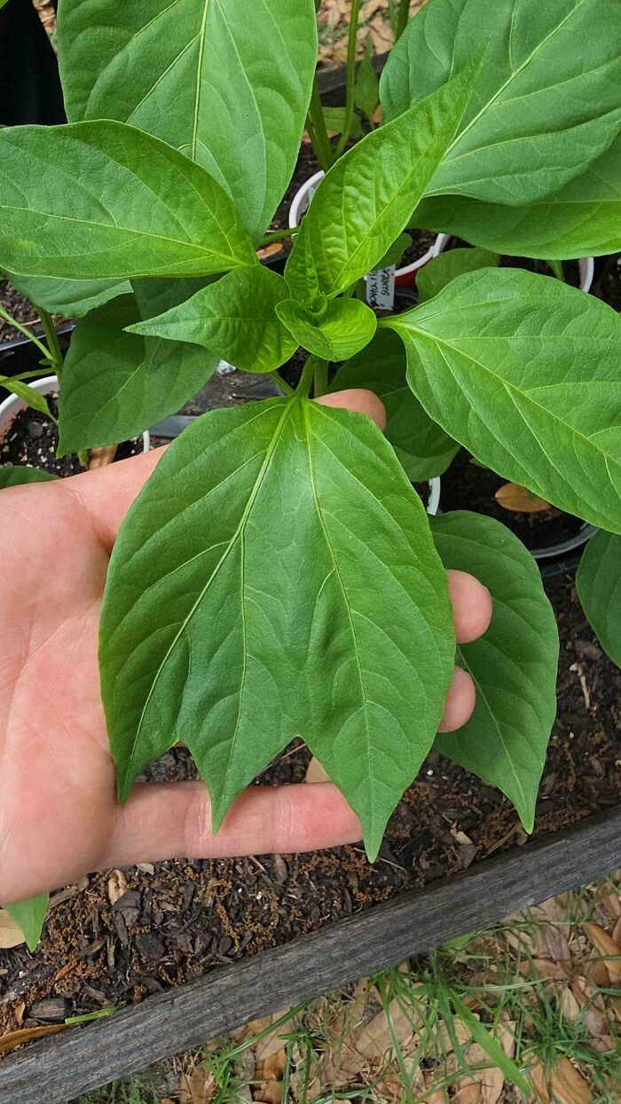 Close up of unusual plant leaves held in hand showing freaky plant details