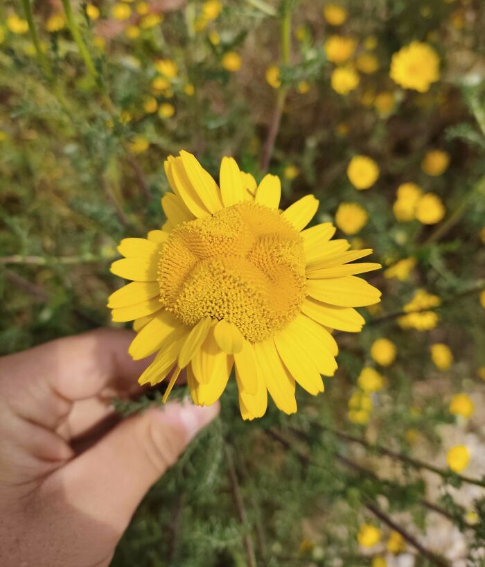 Yellow flower with odd textured center held in hand among wildflowers
